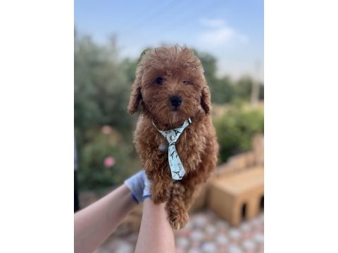 Orijinal toy poodle yavrularımız