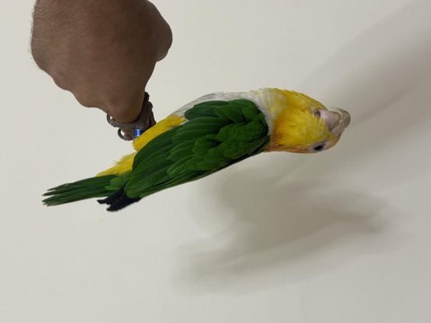 Konuşan caique 81 ile gönderim mevcut