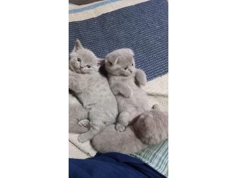Minik scottish fold erkekler 2 aylık oldular