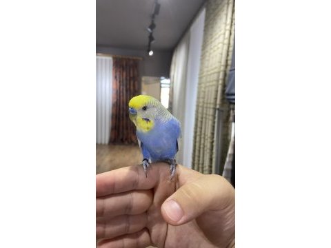 Konuşan insan canlısı muhabbet kuşu