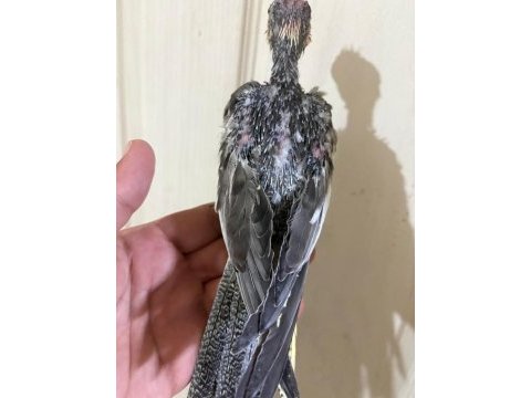 37 günlük konuşturmalık grey bebek sultan papağanı