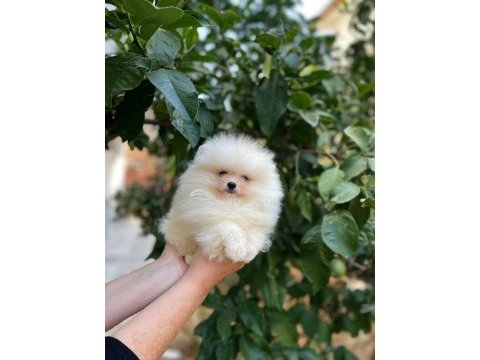Pomeranian boo yavrular