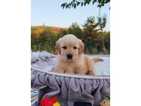 Baby face safkan golden retriever yavruları