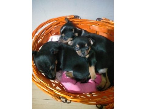 Şivava yavru köpekler