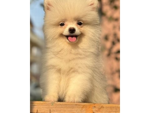 Pomeranian boo 3.5 aylık