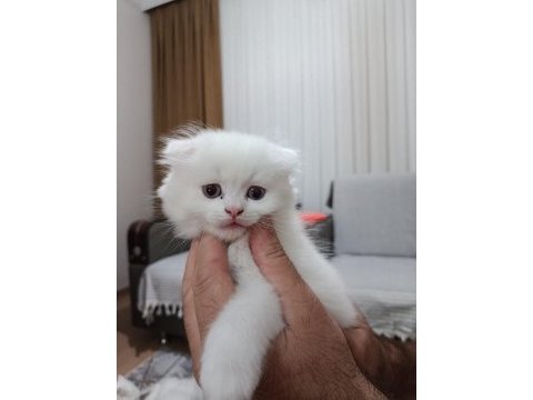 Scottish fold uzun ve kısa tüylü efsane yavrularım
