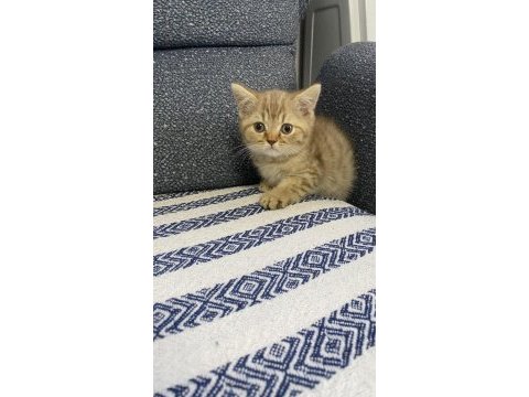 4 tatlı kardeş kediler