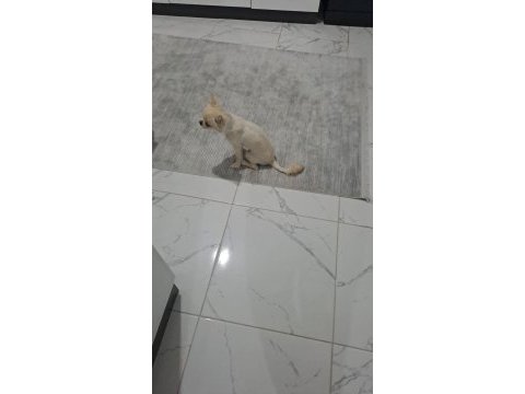 Orjinal erkek chihuahua