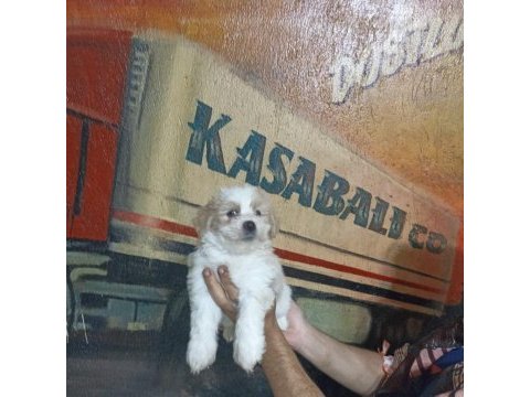 60 günlük dişi morkie