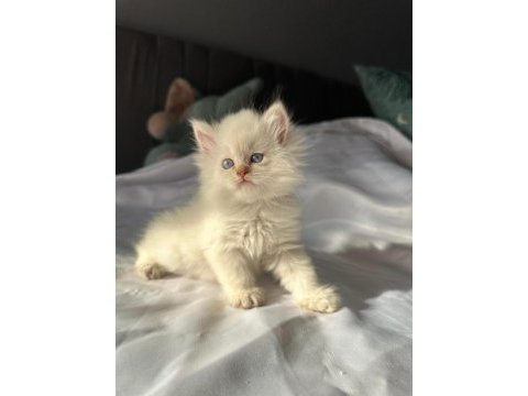 British longhair ve shorthair