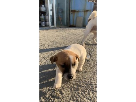 Safkan jack russell (1,5 aylık)