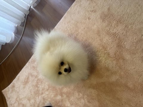 Mikro pomeranian dişi köpeğimiz
