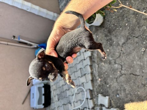 Pinscher yavrularımız
