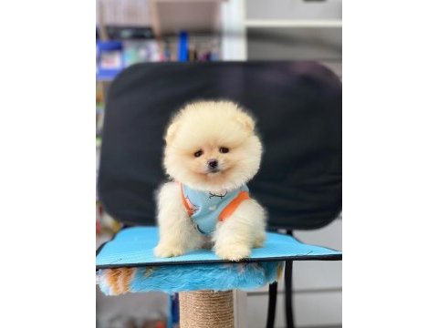 Orjinal pomeranian