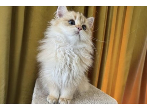Çok yakışıklı british longhair kedimiz
