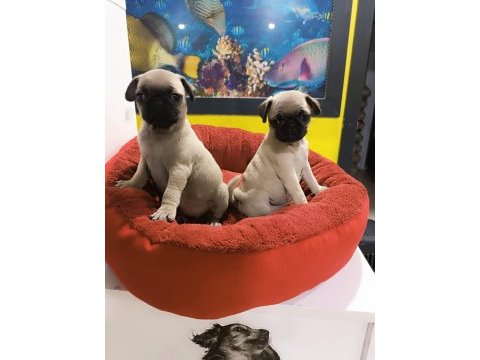 A kalite pug mobs yavrular