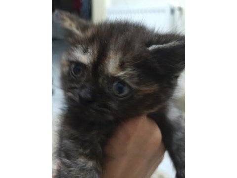 3 temmuz doğumlu dişi exotic shorthair