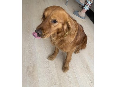 Golden retriever erkek eğitimli