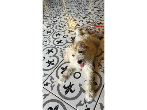 Aşırı oyuncu maltipoo yavrumu sahiplendirmek istiyorum