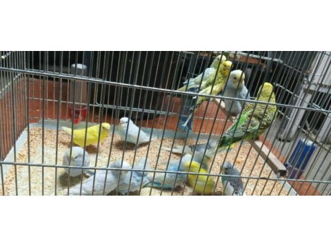 Yeni yeme inmiş bebek alıştırmalık konuşturmalık kuşlar