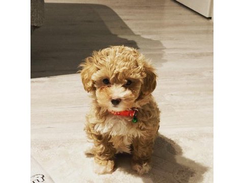 Toy poodle 2 aylık