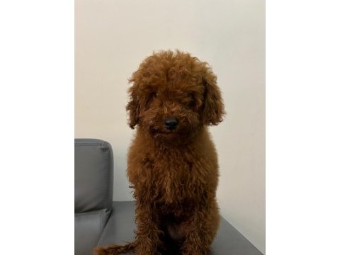 6 aylık erkek poodle