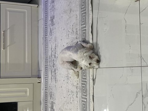 Süs köpeği maltepe