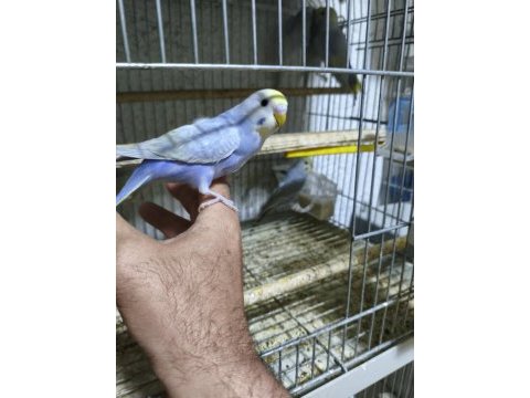 Ele alıştırmalık muhabbet kuşu yavrular