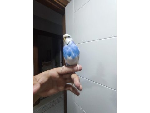 Muhabbet kuşumuz