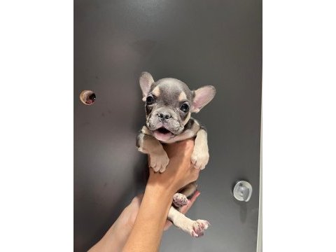 Black and tan platinum french bulldog yavrular