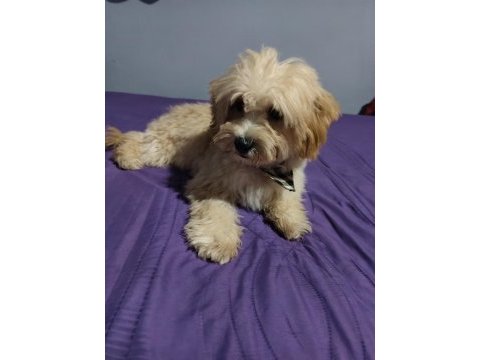 Orijinal maltipo