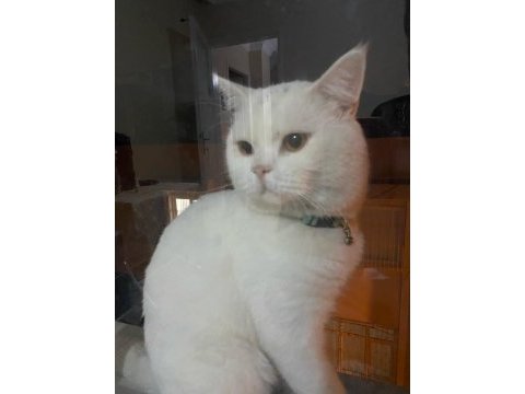 British shorthair 1 yaşında