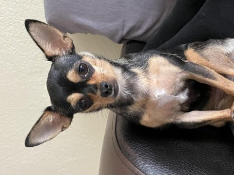 Köpeğimiz kuki acil yuva