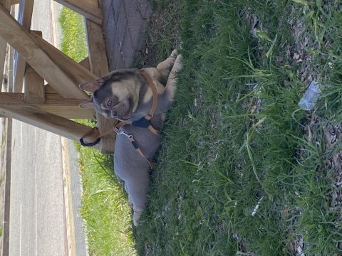 1 yaşında dişi lilac tan isabella taşıyıcı french bulldog
