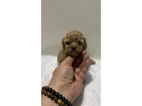 Sıfır numara toy poodle dişi