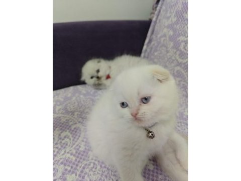 Blue point dişi scottish fold yavrularımız