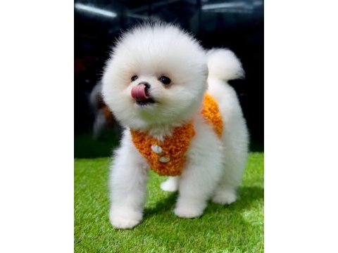 Ankaranın en güzel pomeranian boo yavruları