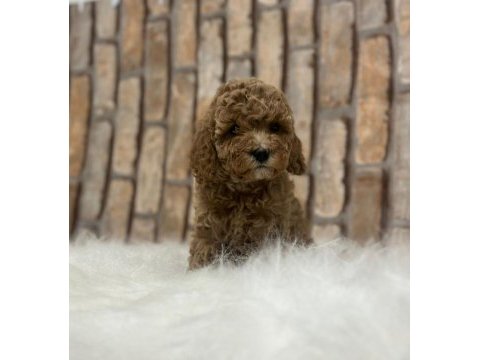Şecereli aşılı poodle yavru köpekler