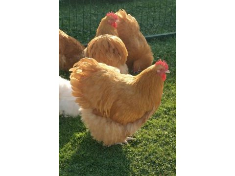 Buff orpington cinsi tavuk kuluçkalık yumurta ve civciv