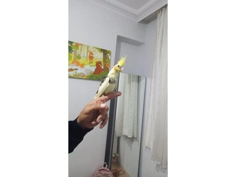 El besleme eğitimli sultan papağanı yeni yeme düşmüş