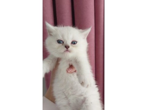 Teslime hazır erkek british shorthair yavrularımız