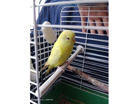 Albino muhabbet kuşu