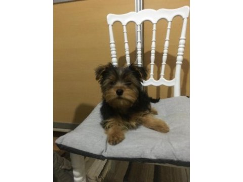Yorkshire terrier köpeği yavrumuz
