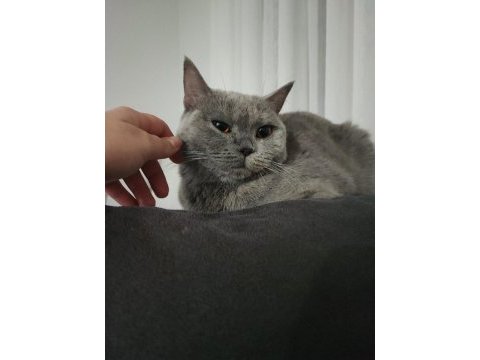 2,5 yaşında british shorthair kedimize yuva arıyoruz