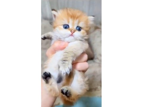 Muhteşem golden british longhair yavrularımız