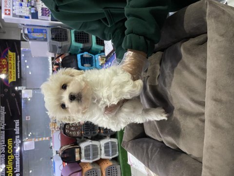 Safkan maltipoo yavrularımız vonalp garantisiyle 