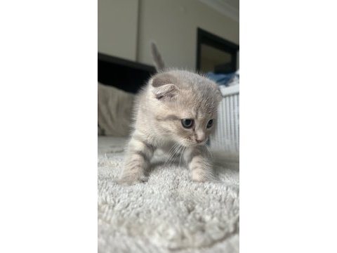 Yavru scottish fold