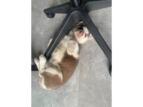 2 aylık husk (sibirya kurdu)