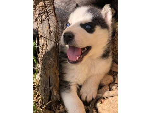 Sibirya kurdu husky