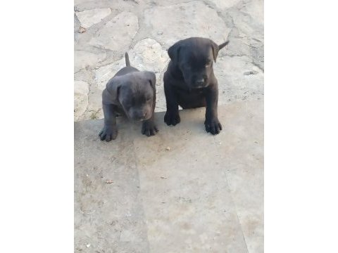 Irkının en iyisi cane corso yavrular kapıda ödeme mevcut